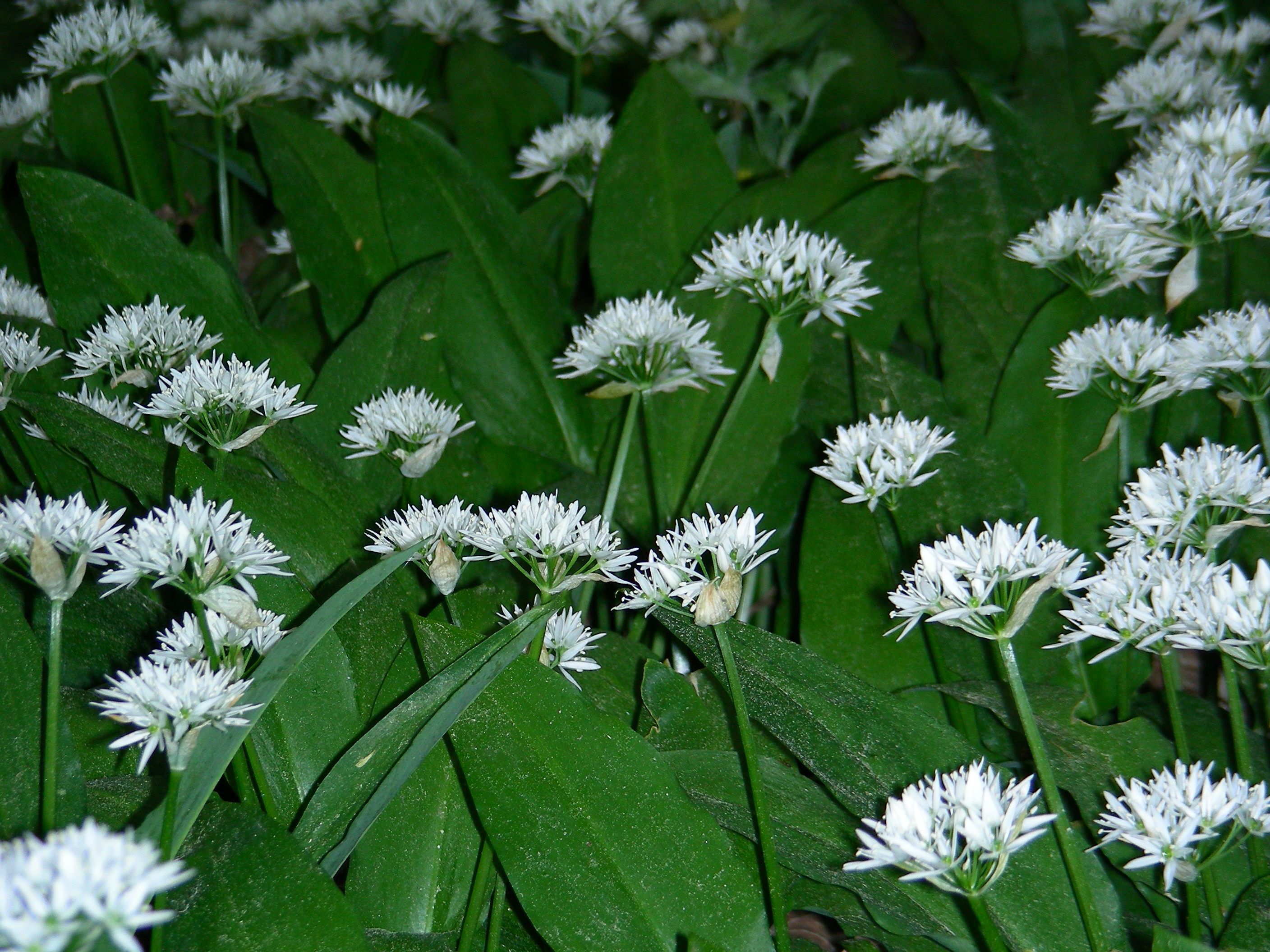Bärlauchblüte am Südhang