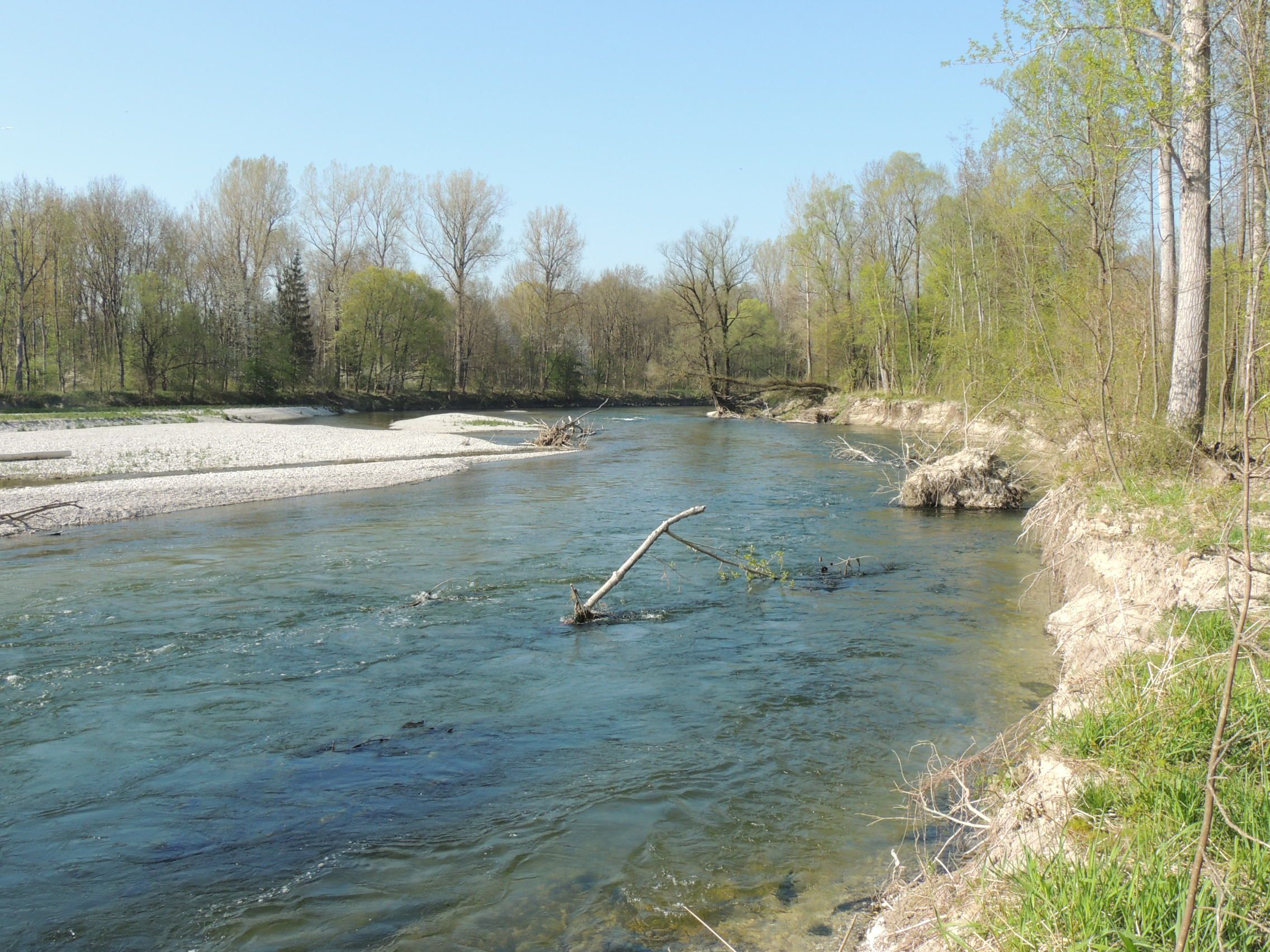 die Isar erwacht zu neuem Leben...