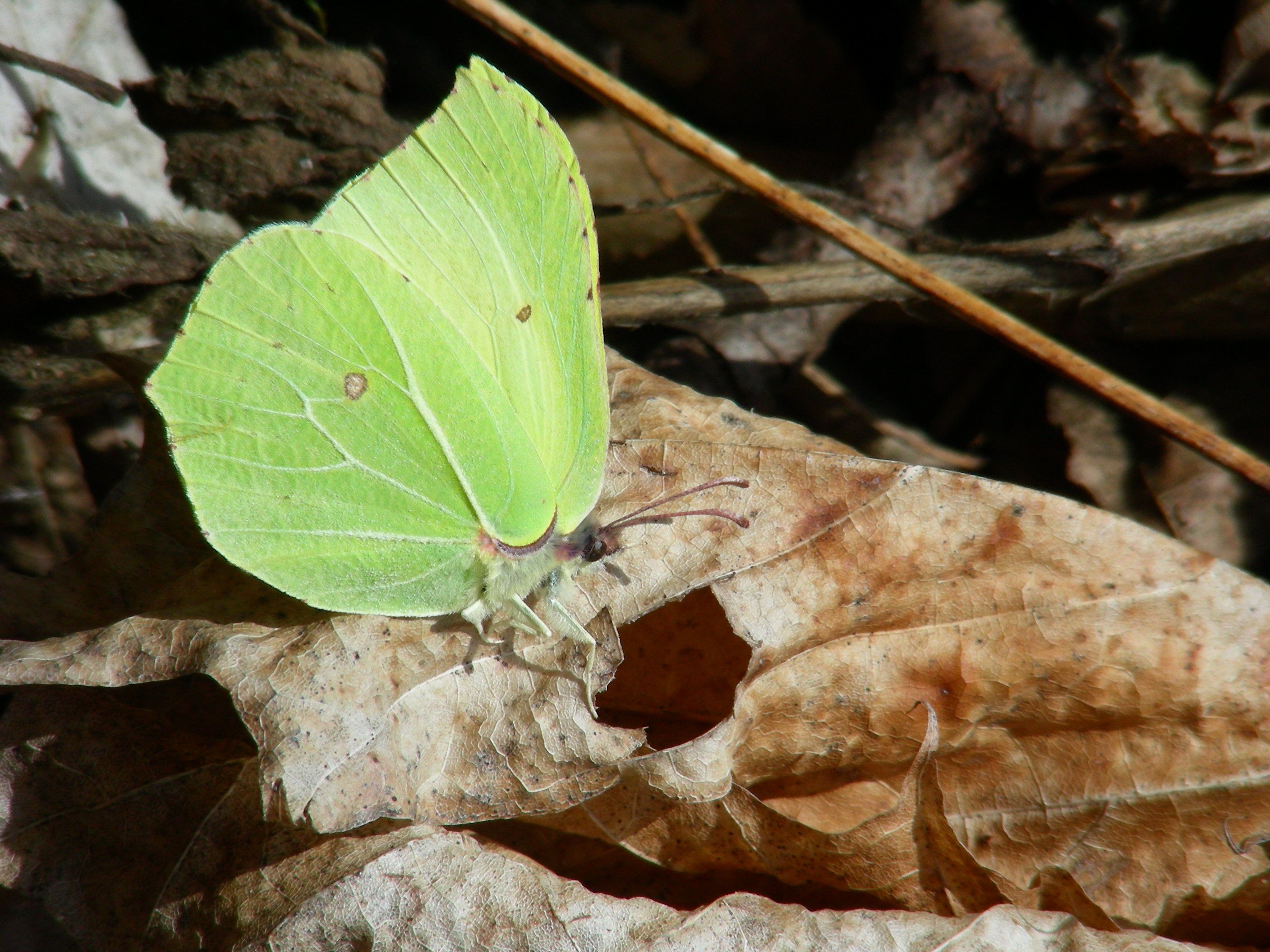 Frühlingsbote Zitronenfalter