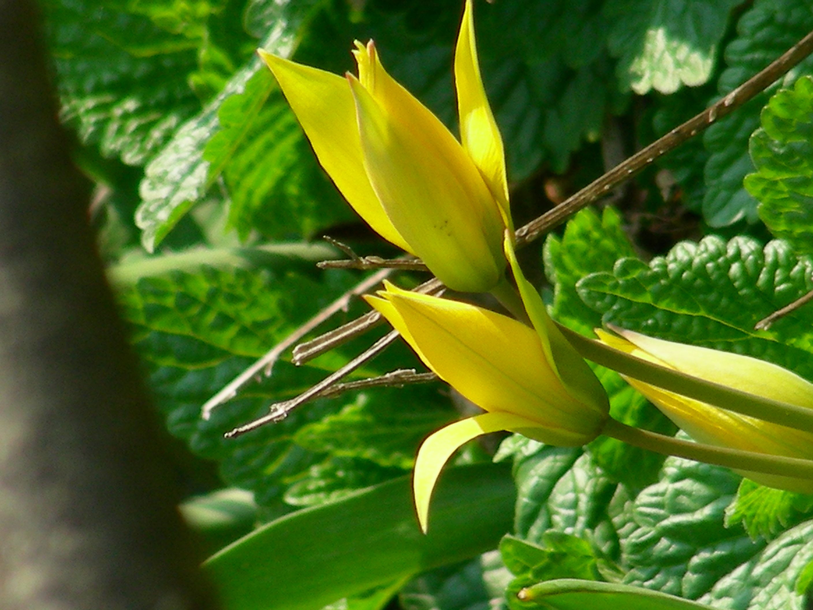 Wildtulpen am Südhang