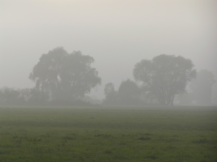 Mooslandschaft Nebel