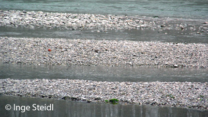 Kiesbaenke der Isar bei Freising Steidl 2009 BN Freising