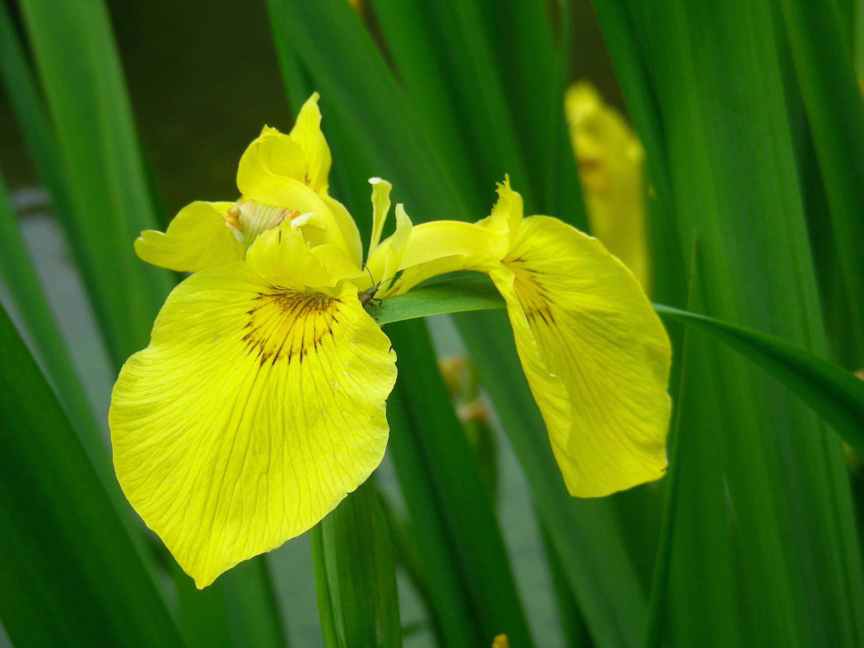 Schwertlilienblüte an der Moosach